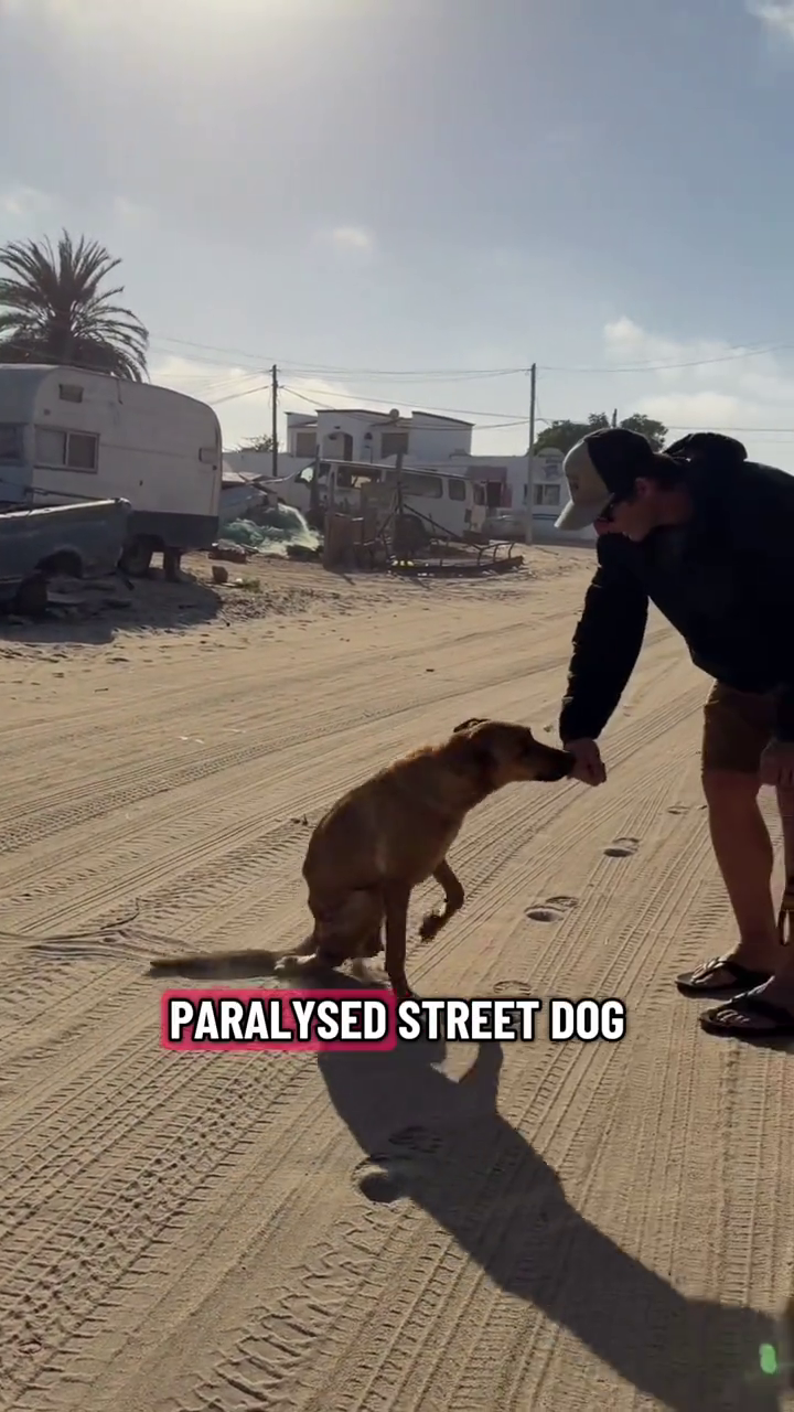 PARALYSED STREET DOG