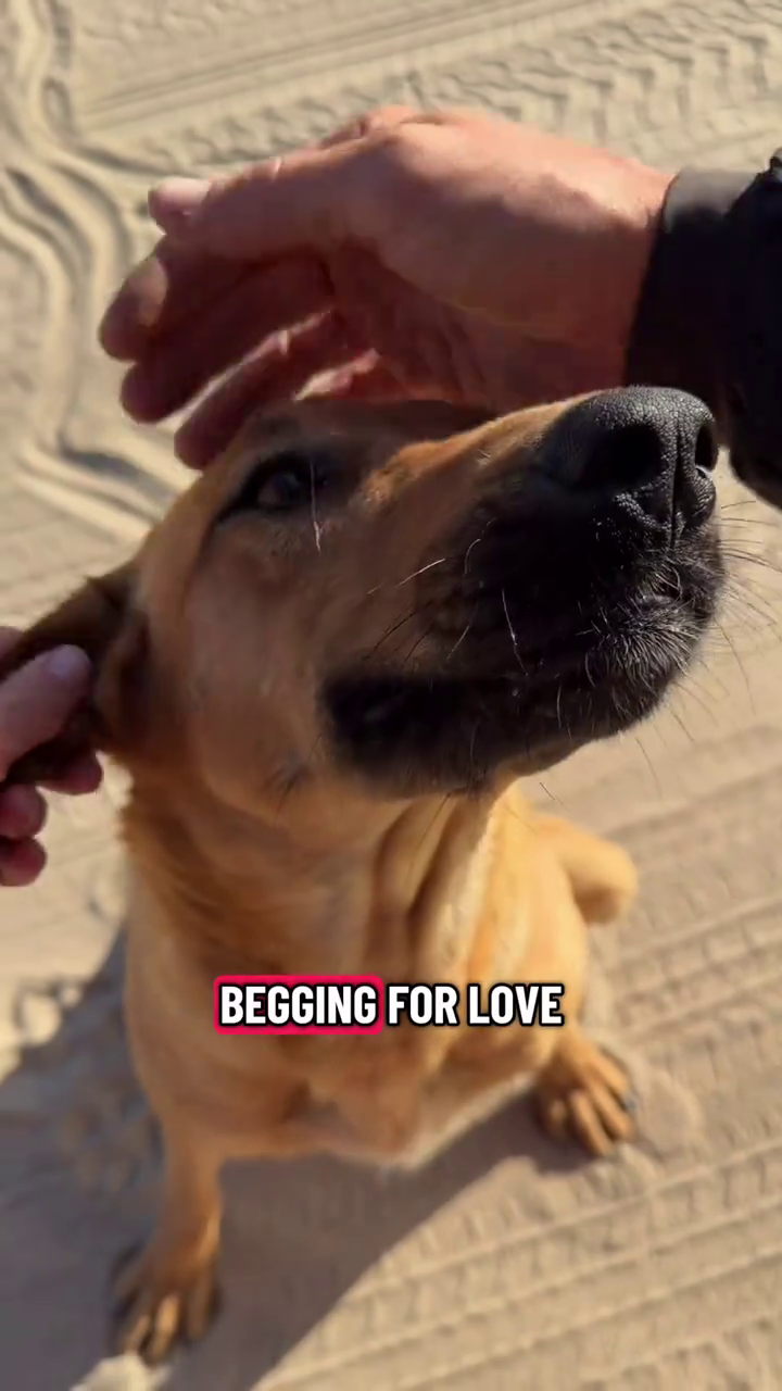 BEGGING FOR LOVE