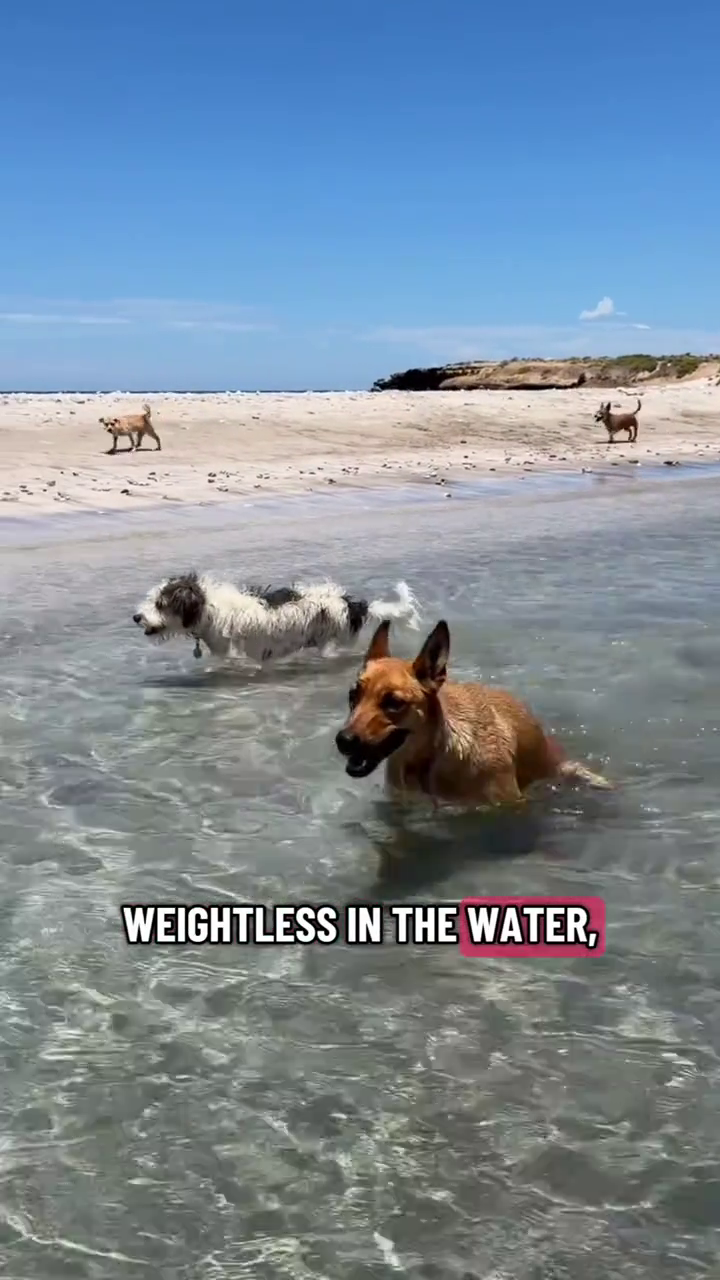WEIGHTLESS IN THE WATER,