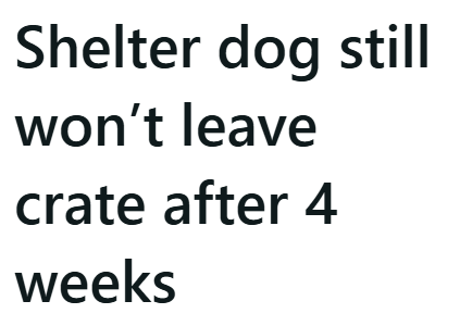 Shelter dog still won't leave crate after 4 weeks