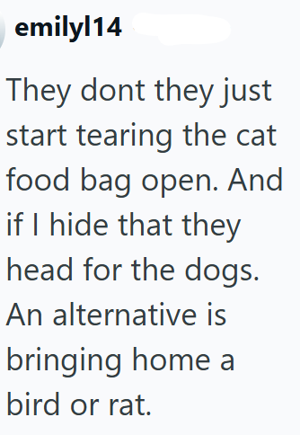 emilyl14 They dont they just start tearing the cat food bag open. And if I hide that they head for the dogs. An alternative is bringing home a bird or rat.