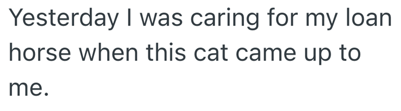 Yesterday I was caring for my loan horse when this cat came up to me.