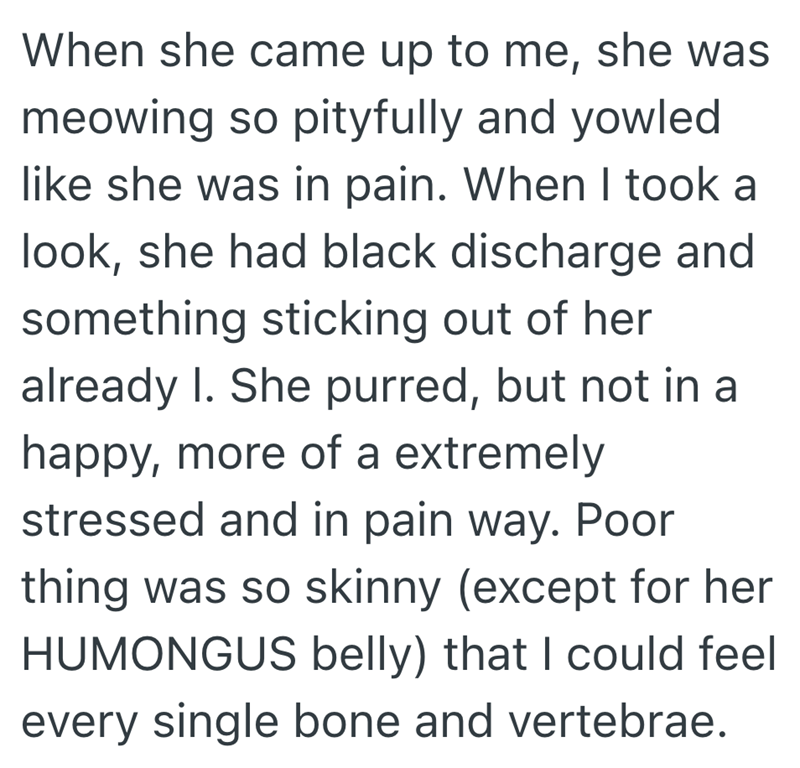 When she came up to me, she was meowing so pityfully and yowled like she was in pain. When I took a look, she had black discharge and something sticking out of her already I. She purred, but not in a happy, more of a extremely stressed and in pain way. Poor thing was so skinny (except for her HUMONGUS belly) that I could feel every single bone and vertebrae.