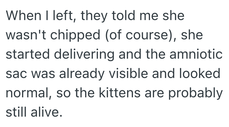 When I left, they told me she wasn't chipped (of course), she started delivering and the amniotic sac was already visible and looked normal, so the kittens are probably still alive.