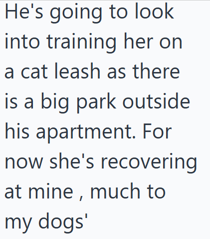 He's going to look into training her on a cat leash as there is a big park outside his apartment. For now she's recovering at mine, much to my dogs'