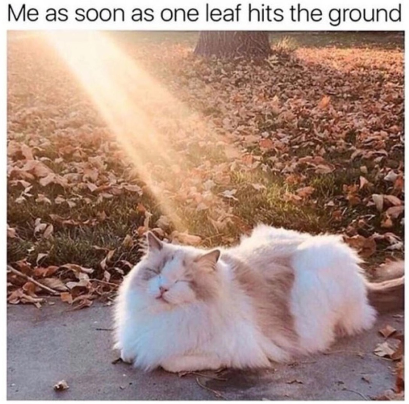 Me as soon as one leaf hits the ground