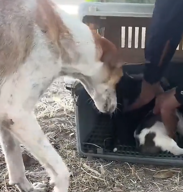 三