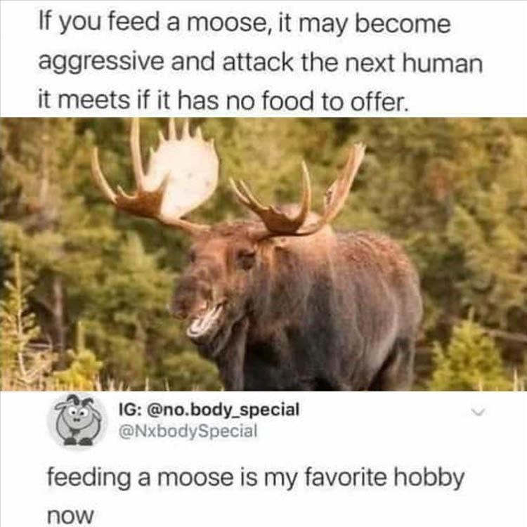 If you feed a moose, it may become aggressive and attack the next human it meets if it has no food to offer. IG: @no.body_special @NxbodySpecial feeding a moose is my favorite hobby now