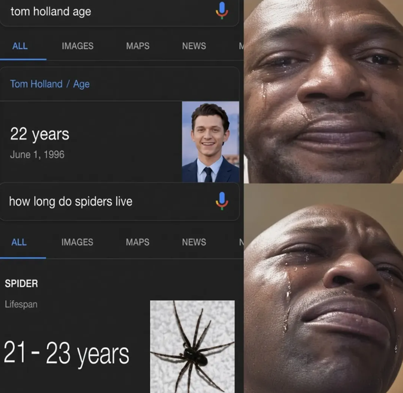 tom holland age ALL IMAGES MAPS NEWS M Tom Holland / Age 22 years June 1, 1996 how long do spiders live ALL IMAGES MAPS NEWS N SPIDER Lifespan 21-23 years