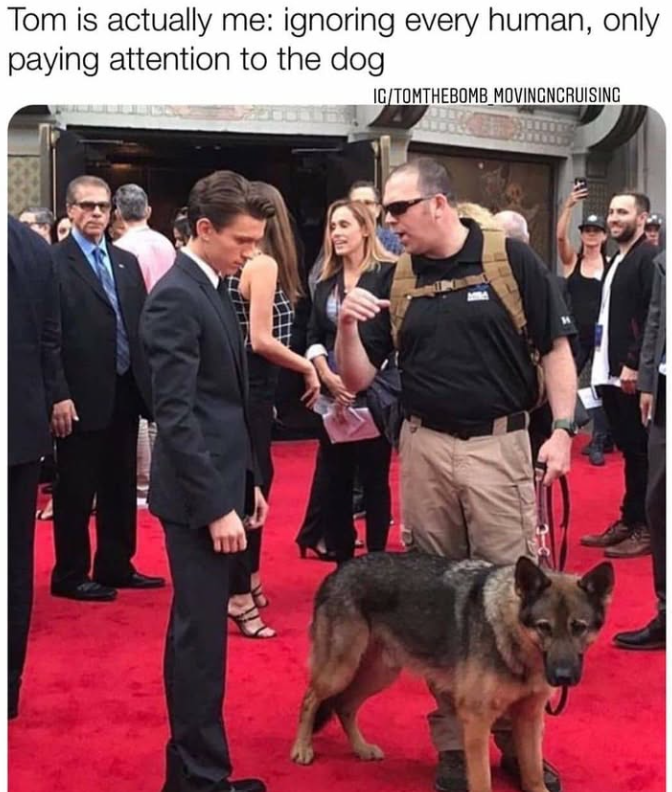 Tom is actually me: ignoring every human, only paying attention to the dog IC/TOMTHEBOMB MOVINGNCRUISING MATLE