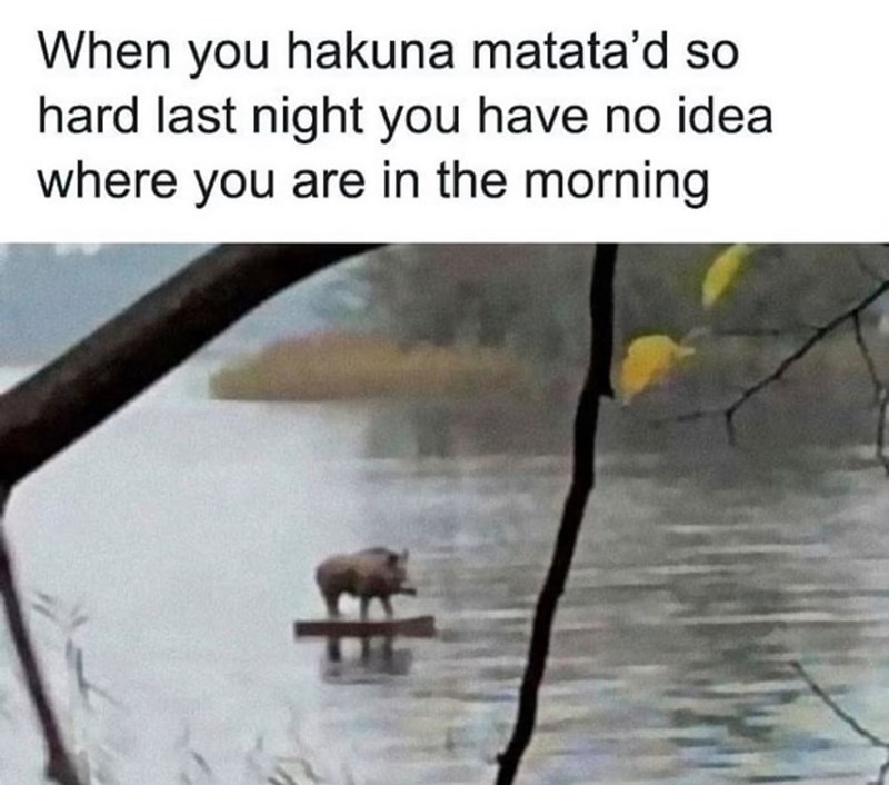 When you hakuna matata'd so hard last night you have no idea where you are in the morning