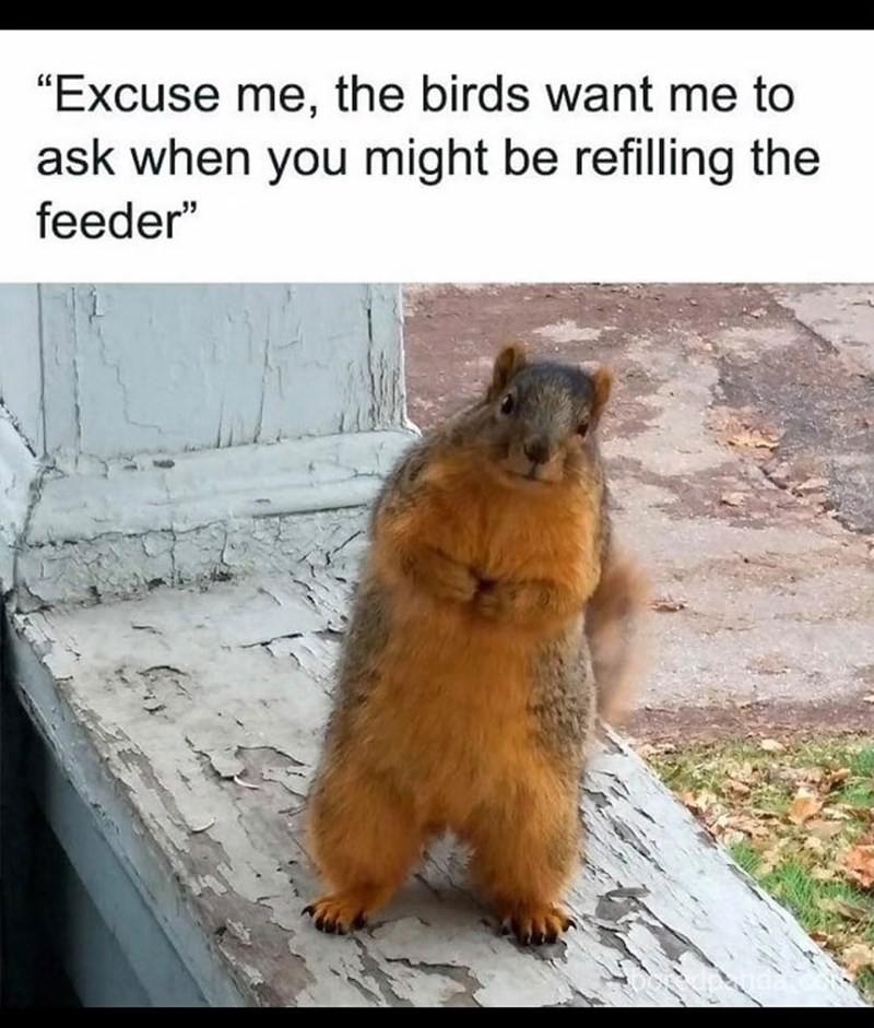 "Excuse me, the birds want me to ask when you might be refilling the feeder"