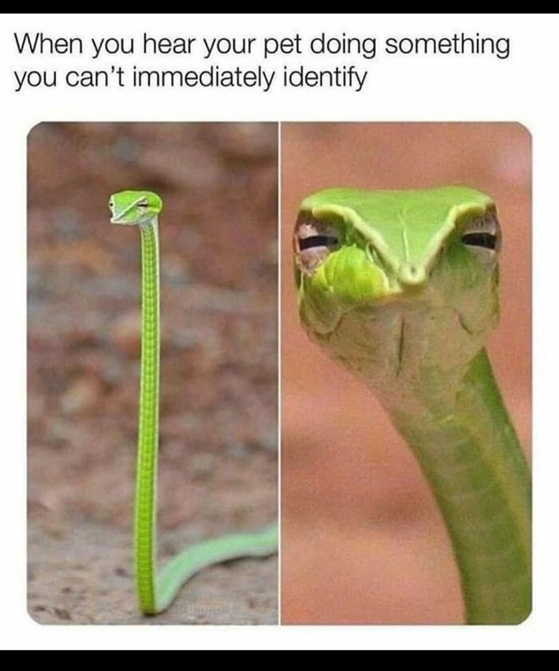 When you hear your pet doing something you can't immediately identify
