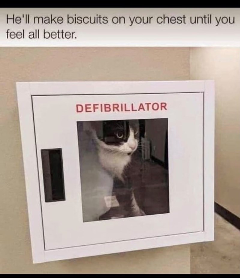 He'll make biscuits on your chest until feel all better. DEFIBRILLATOR you