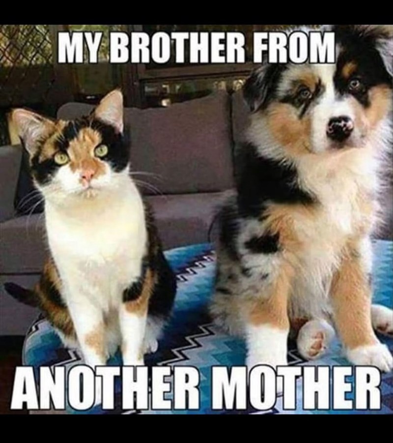 MY BROTHER FROM ANOTHER MOTHER