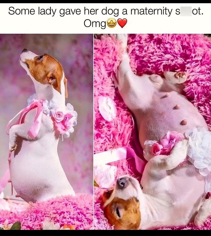 Some lady gave her dog a maternity s Omg ot.