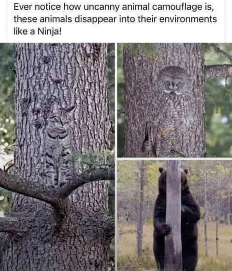 Ever notice how uncanny animal camouflage is, these animals disappear into their environments like a Ninja!