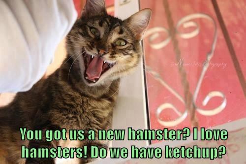 You got us a new hamster? I love hamsters! Do we have ketchup?