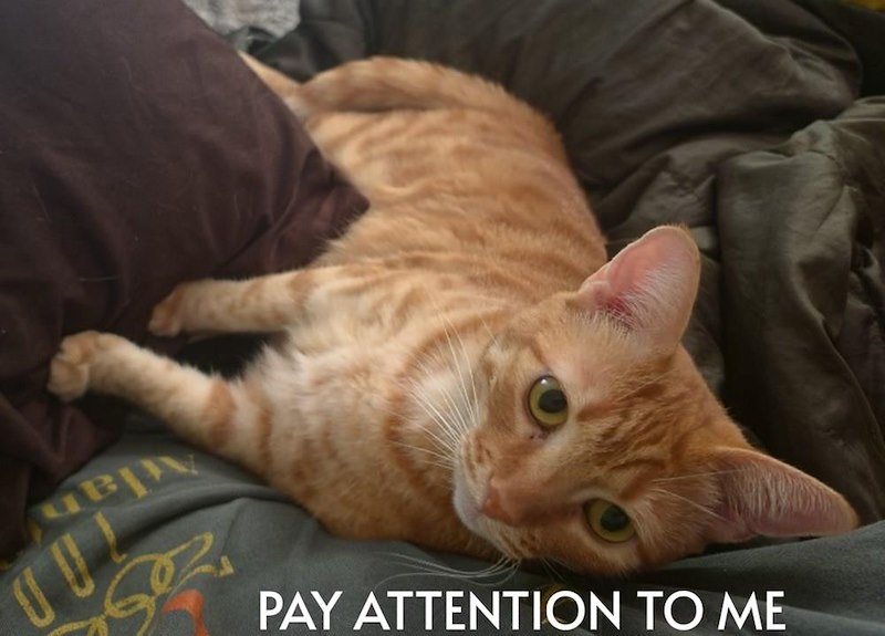 PAY ATTENTION TO ME