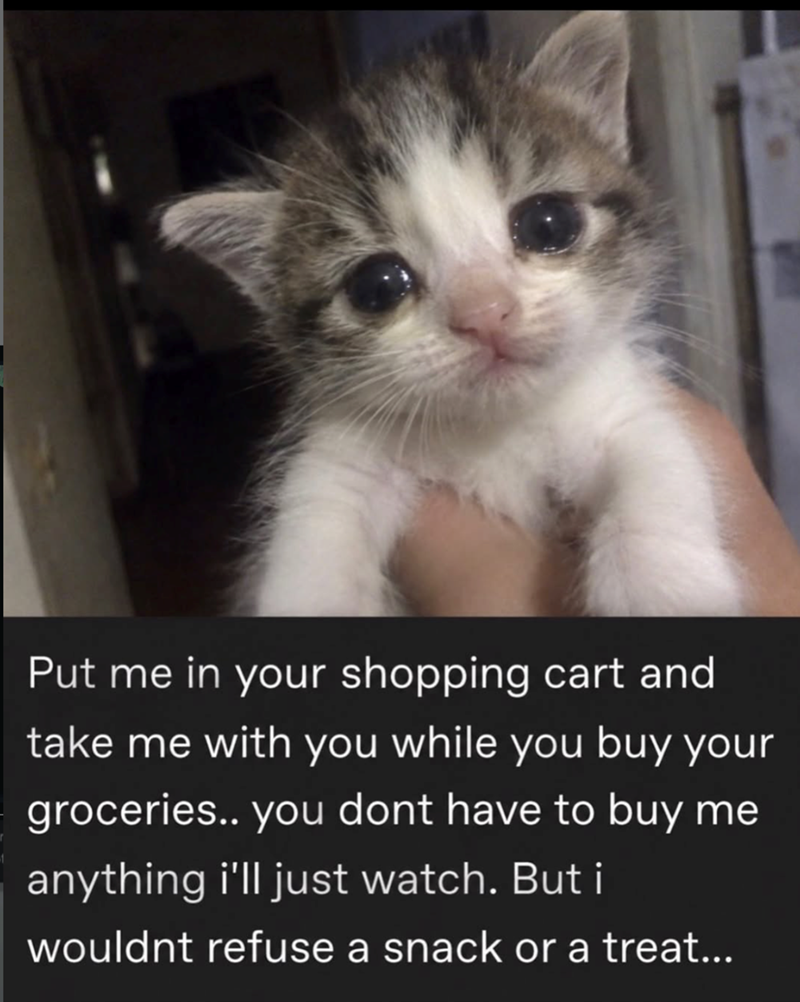 Put me in your shopping cart and take me with you while you buy your groceries.. you dont have to buy me anything i'll just watch. But i wouldnt refuse a snack or a treat...