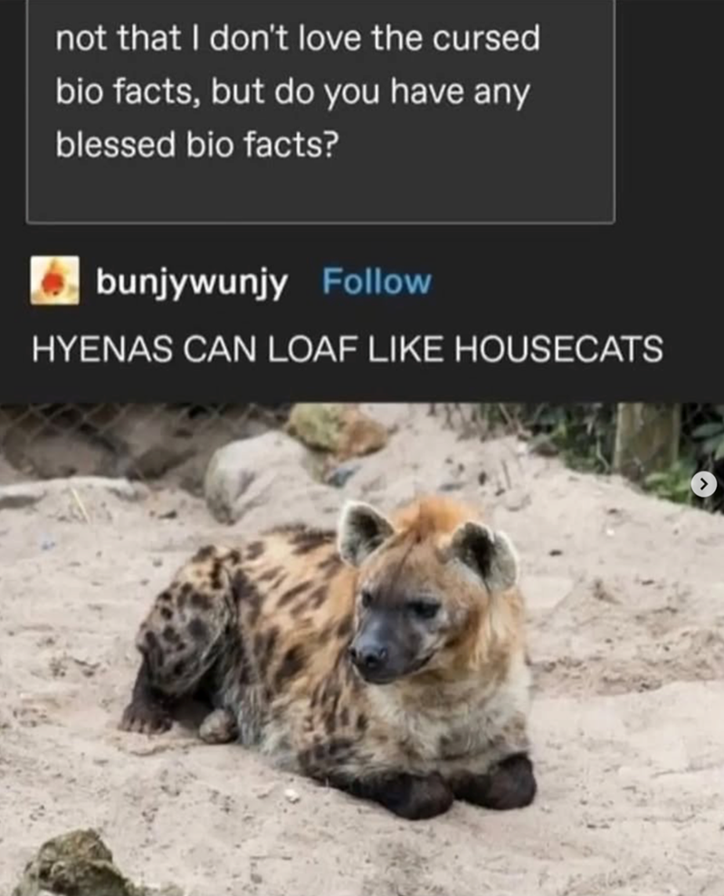 not that I don't love the cursed bio facts, but do you have any blessed bio facts? bunjywunjy Follow HYENAS CAN LOAF LIKE HOUSECATS