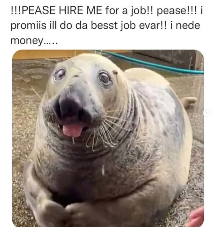 !!!PEASE HIRE ME for a job!! pease!!! i promiis ill do da besst job evar!! i nede money.....