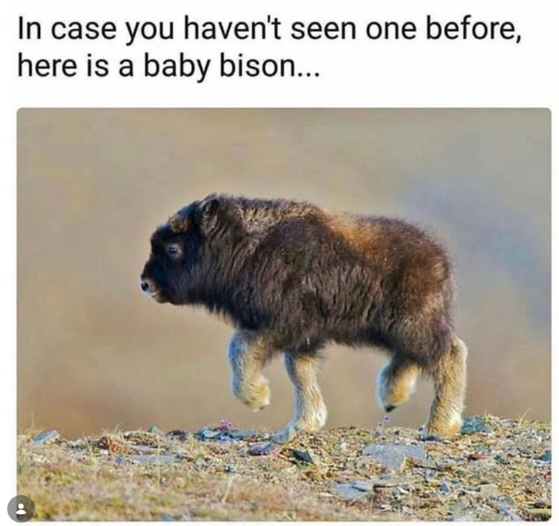 In case you haven't seen one before, here is a baby bison...