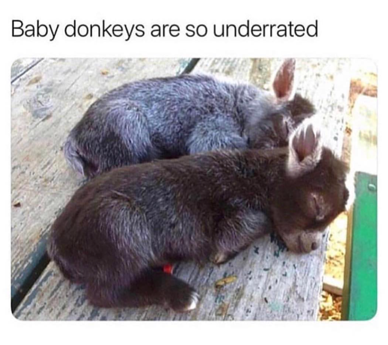 Baby donkeys are so underrated