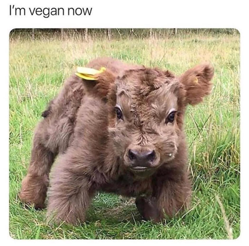 I'm vegan now
