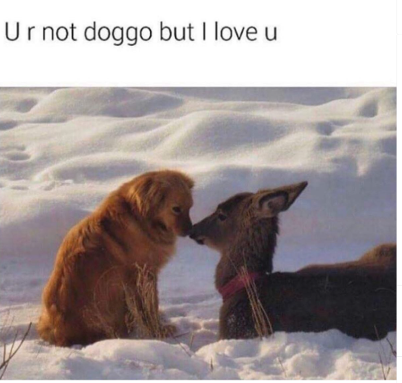 Ur not doggo but I love u