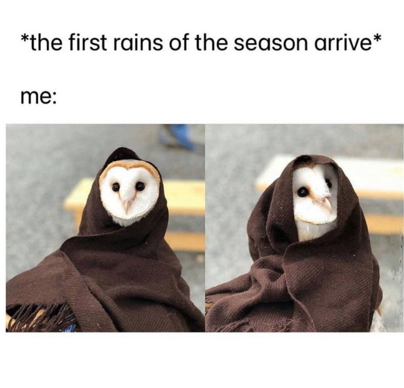 *the first rains of the season arrive* me: