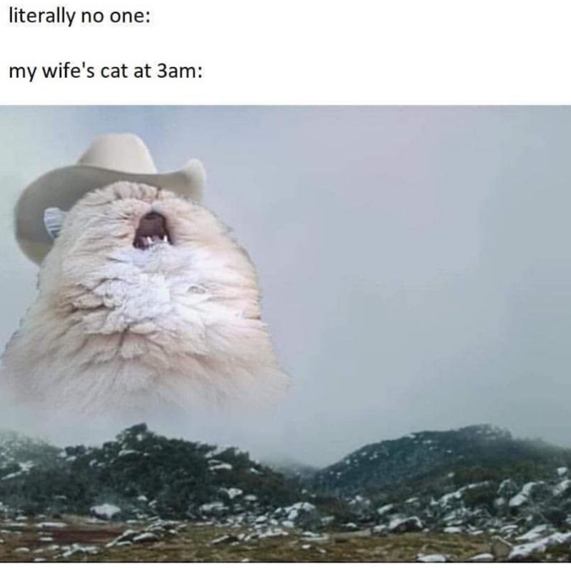 literally no one: my wife's cat at 3am: