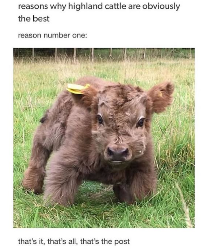 reasons why highland cattle are obviously the best reason number one: that's it, that's all, that's the post