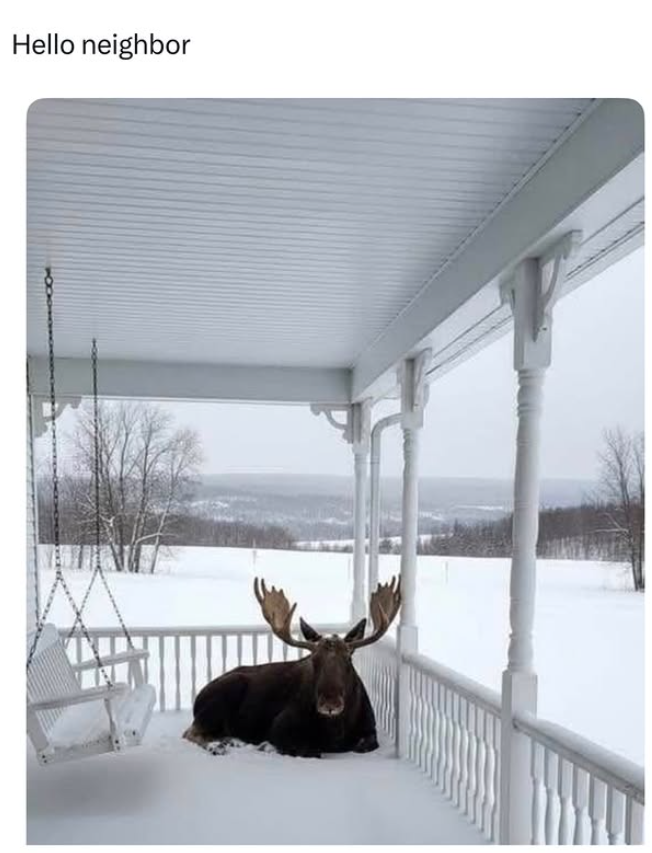 Hello neighbor T