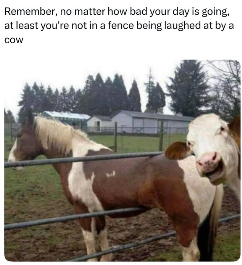 Remember, no matter how bad your day is going, at least you're not in a fence being laughed at by a COW