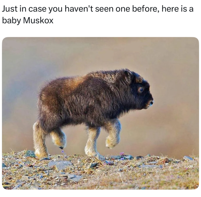 Just in case you haven't seen one before, here is a baby Muskox