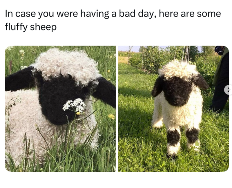 In case you were having a bad day, here are some fluffy sheep