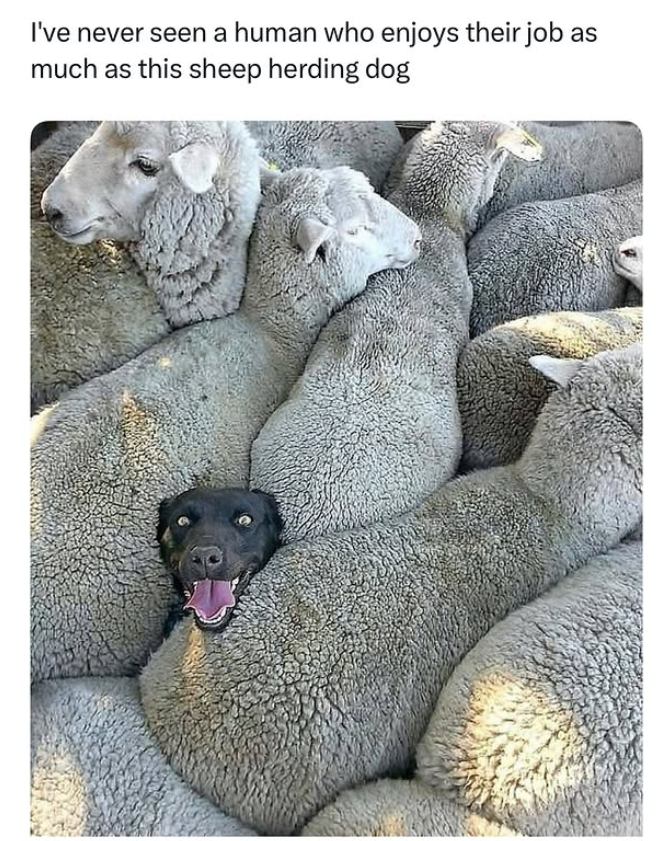 I've never seen a human who enjoys their job as much as this sheep herding dog