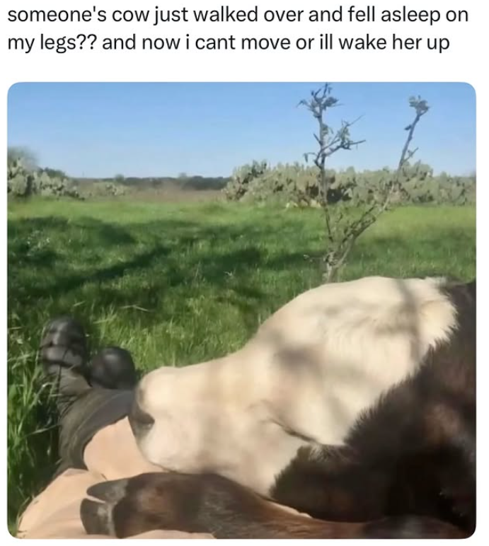 someone's cow just walked over and fell asleep on my legs?? and now i cant move or ill wake her up