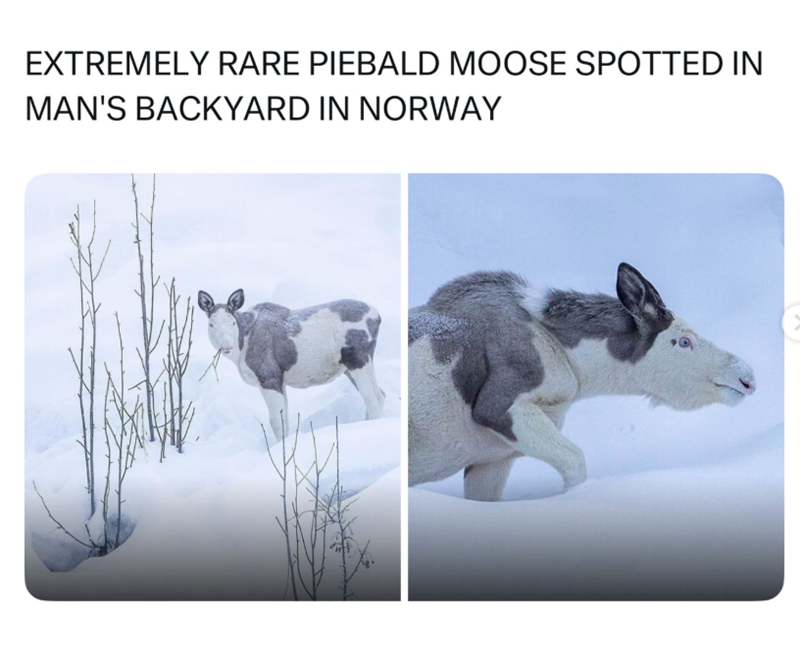 EXTREMELY RARE PIEBALD MOOSE SPOTTED IN MAN'S BACKYARD IN NORWAY