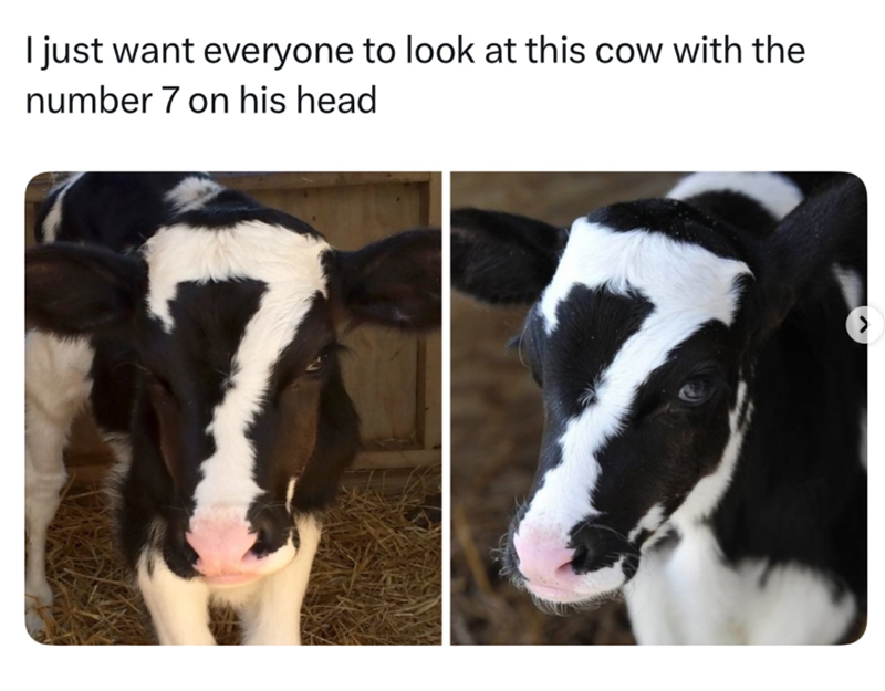 I just want everyone to look at this cow with the number 7 on his head 77