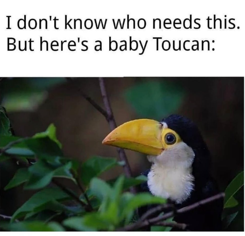 I don't know who needs this. But here's a baby Toucan: