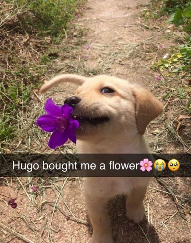 Hugo bought me a flower