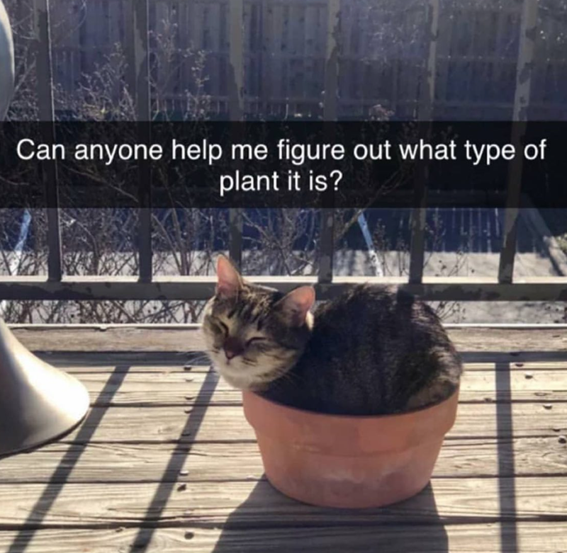 Can anyone help me figure out what type of plant it is?