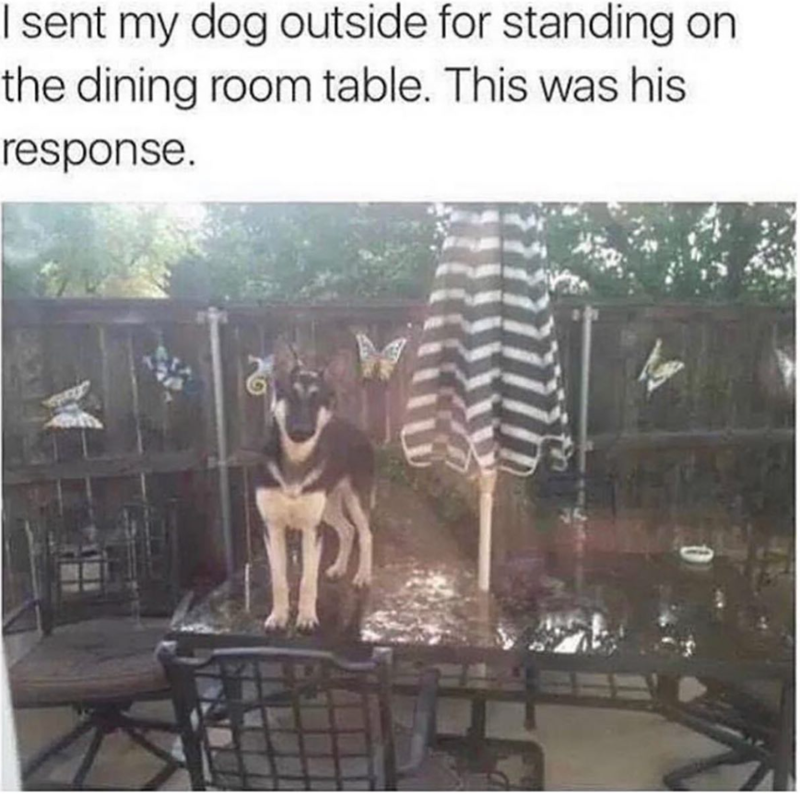 I sent my dog outside for standing on the dining room table. This was his response.