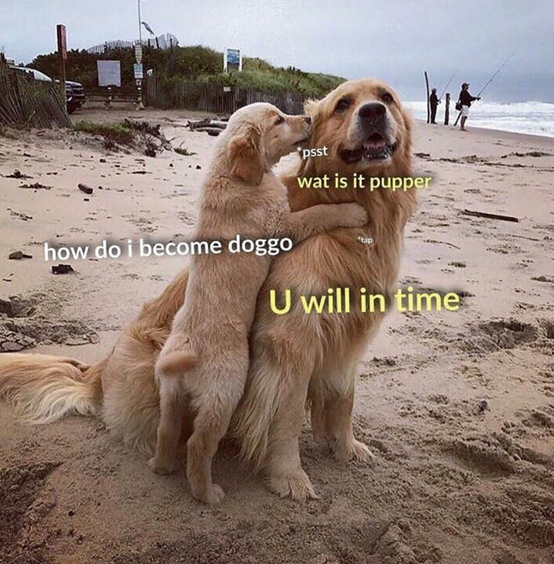 how do i become doggo *psst wat is it pupper tap U will in time