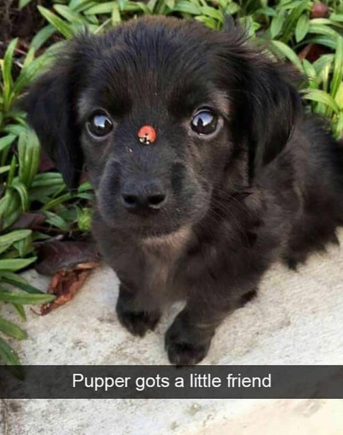 Pupper gots a little friend