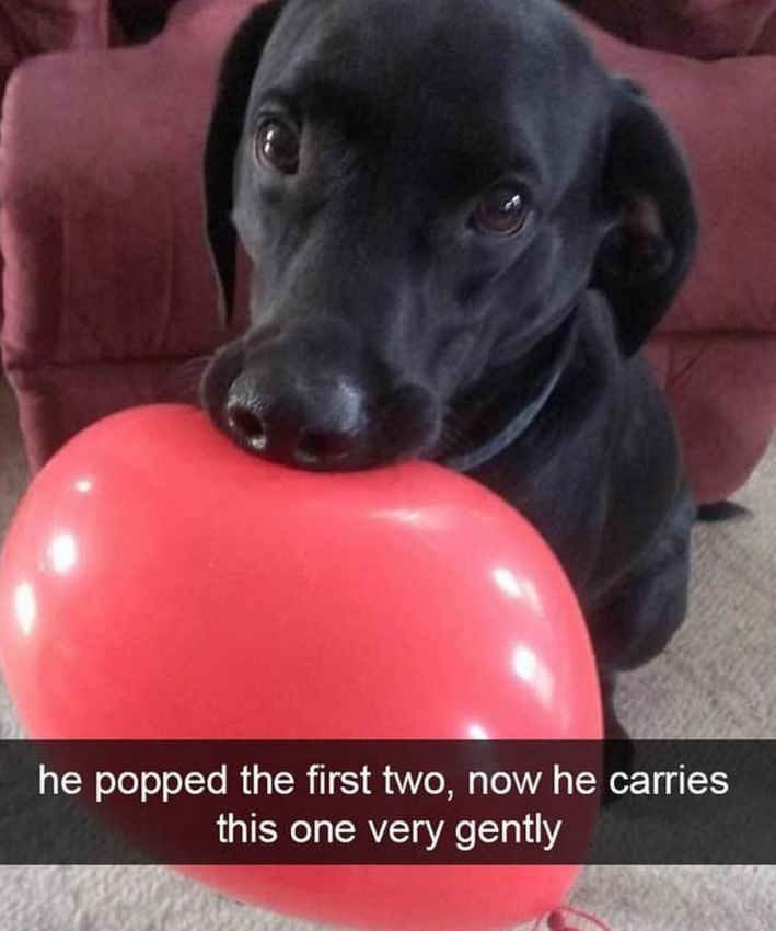 he popped the first two, now he carries this one very gently