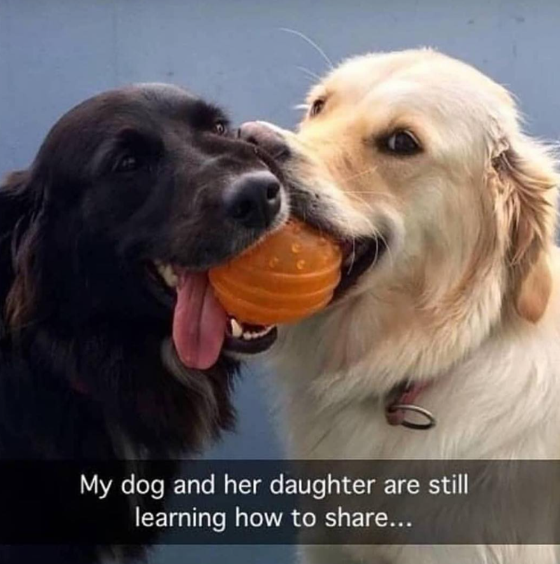 My dog and her daughter are still learning how to share...