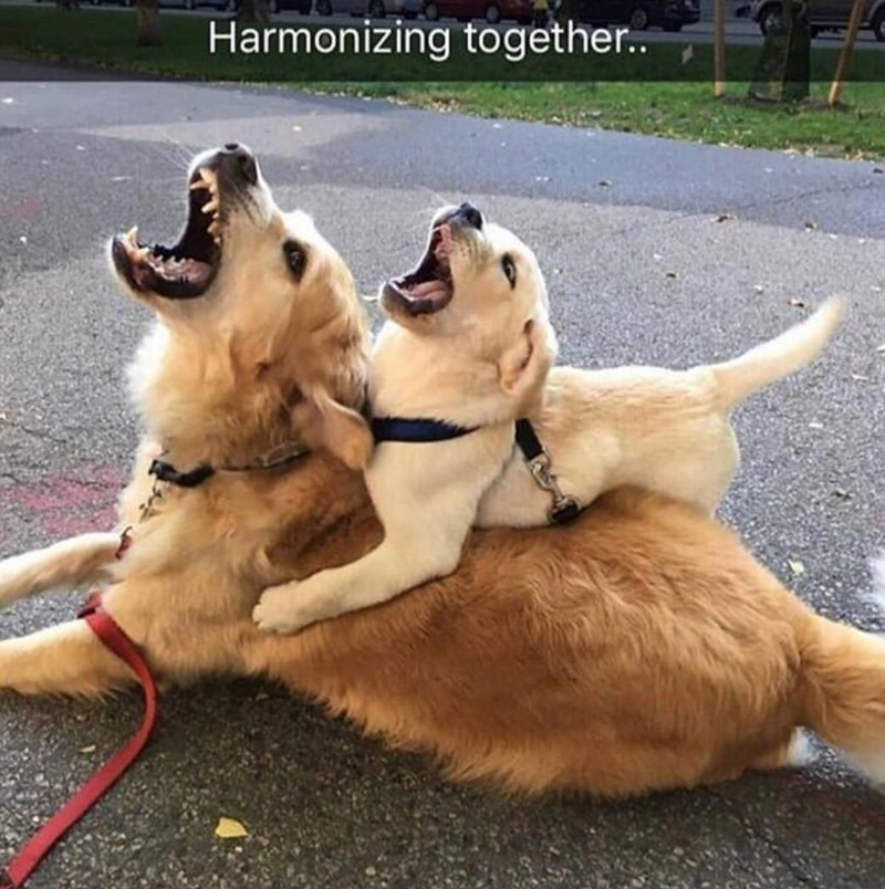 Harmonizing together..